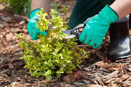 Professional trimming a dense yew hedge